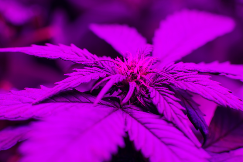 marijuana grow light